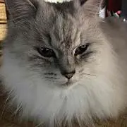 由乃