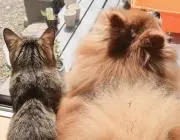 はぴにゃーの画像