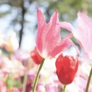 Chouchou ⚮̈ ʾʾの画像