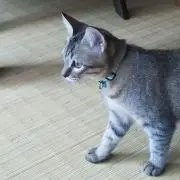 ベル