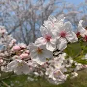 トマトの画像