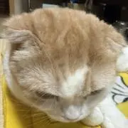 チーとんの画像