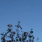 ももの画像