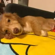 Nana☆の画像