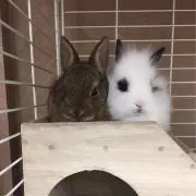 coloの画像