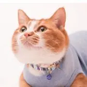 うさわかの画像