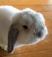 ドンちゃんの画像