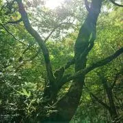 桃助の画像