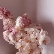 hanaの画像