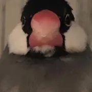 ねくとん☆の画像