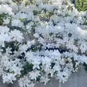 バッハ＠48時間以内発送の画像