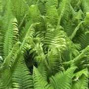 greenの画像