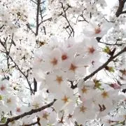 みーま(プロフ必読)の画像