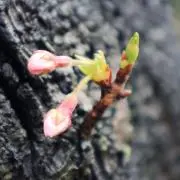 桜色の東風