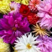 frenchroseの画像