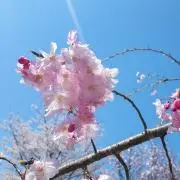 ぱぴ