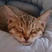tom&の画像
