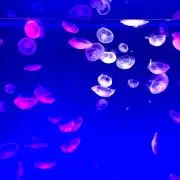 T⭐︎room