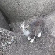 りんごの画像
