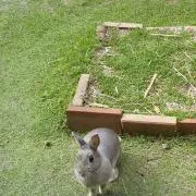 でこぽん15の画像