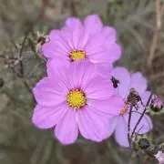 Mbeeの画像