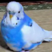 カーティスの画像