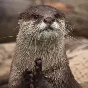 カワウソ