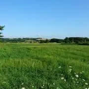 すだちの画像