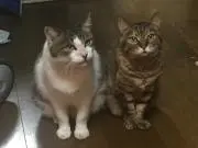 璃夏