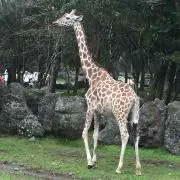 まき