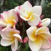 プルメリアの画像