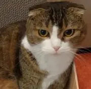 にこの画像