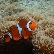 キャロル