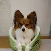 kidsenceの画像