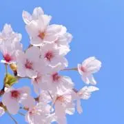 あわ 【セール中！まとめ買いがお得！！】の画像