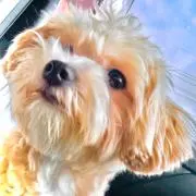 もんちっちの画像