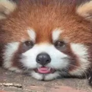 レッサーパンダの画像