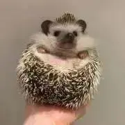 chocoの画像