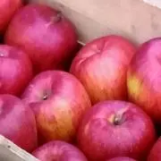 ろめこの画像