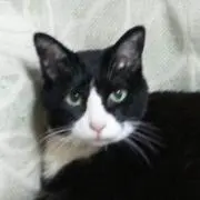 飛べない仔豚