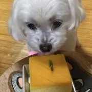 MRの画像