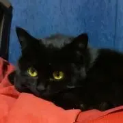 にっとんHanatan