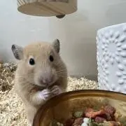 チル