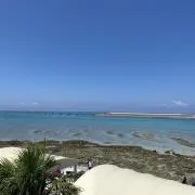 どんちゃんの画像