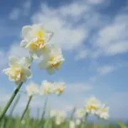 roroの画像