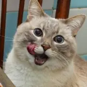 ナッツの画像