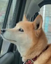 こむぎの画像
