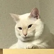 OTETSU2020