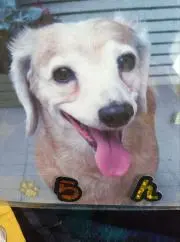 ごすの画像
