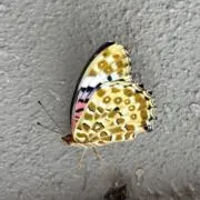 えみりん